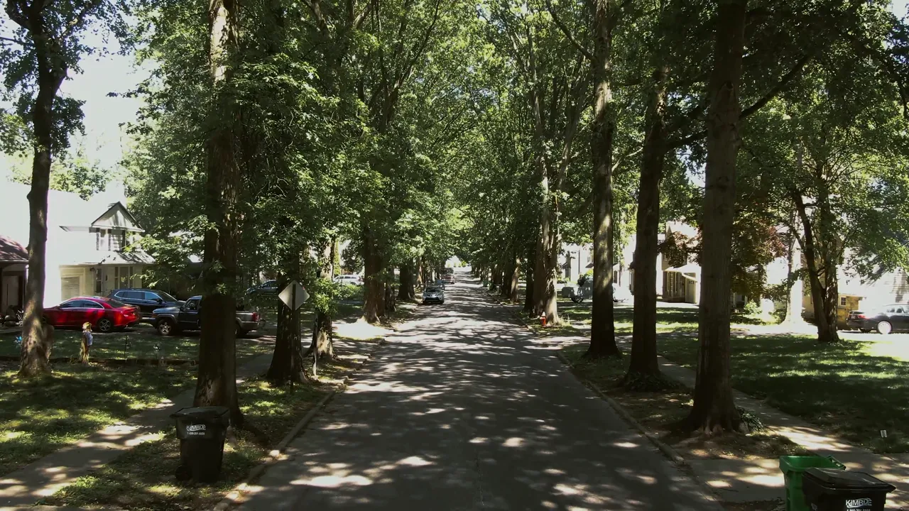 A wide avenue under plane trees, dappled shade across the whole road.